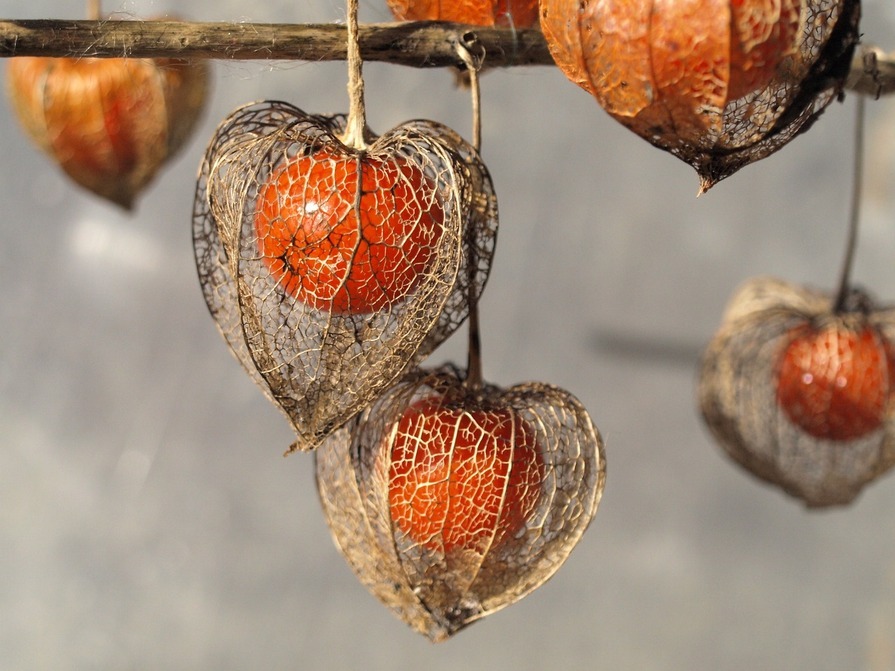 Physalis im Zimmer